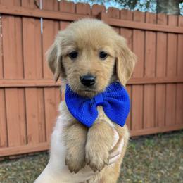 Drew - Golden Retriever puppy from Daisy Lynn Goldens
