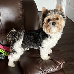 Biewer Terrier All Grown Up from Shanks' Biewer Terriers