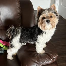 Biewer Terrier All Grown Up from Shanks' Biewer Terriers