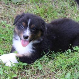 Craig - Black tri-color male Australian Shepherd puppy in Kansas, Oklahoma from Windy G Farm