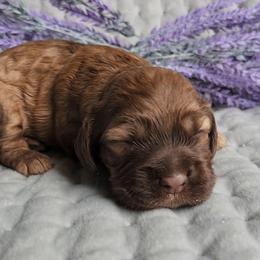Boy 1 Jamie Red Sable - Sable male Cocker Spaniel puppy in Morristown, Tennessee from Down in the Holler