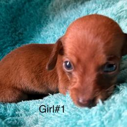 Girl 1 - Red female Dachshund puppy in Cherokee, Oklahoma from Special “K” Dachshunds