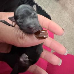 Girl 2 - Black and tan female Yorkshire Terrier puppy in Richland County, South Carolina from Nesha's Pawrific Tails