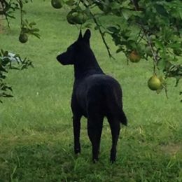 Pandora - Belgian Malinois