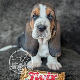Twix - Black brown and white female Basset Hound puppy in Talbotton, Georgia from Southern City Bassets