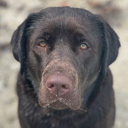 Calla - Labrador Retriever