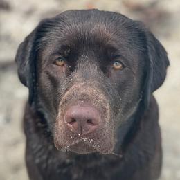 Calla - Labrador Retriever