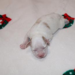 Girl 1 - Parti female Miniature Schnauzer puppy in Santa Ana, California from Thehood_weenies