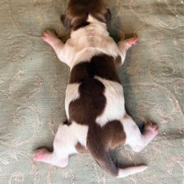 Collin - Piebald male Dachshund puppy in Lexington, Oklahoma from BooneDox Miniature Dachshunds
