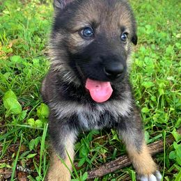 German Shepherds from K.A.K’s German Shepherds of Cove Creek