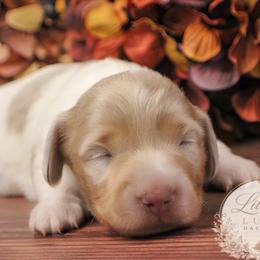 CKC Liberty - Dapple female Dachshund puppy in Christiansburg, Virginia from Little Legs Luxury Dachshunds LLC