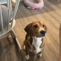 Paris - Black tan and white male Beagle puppy in Litchfield Park, Arizona from Dior’s beagle adventure