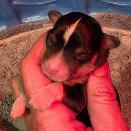 Girl 1 - Black and tan female Pembroke Welsh Corgi puppy in Middleburg, Florida from Mulkeys Little Corgis