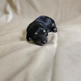 Penne - Black and cream female Dachshund puppy in Anaconda, Montana from Montana Country Dachshunds
