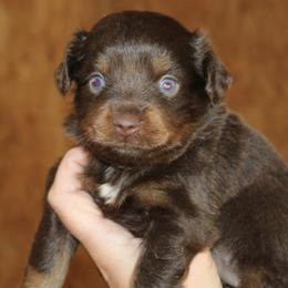 Rilee - Red tri female Miniature Australian Shepherd puppy in Paris, Texas from Kuttin’ Up Mini Aussies