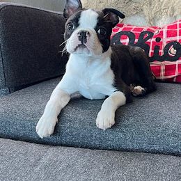 Boston Terrier Puppies from Bethelbreeders