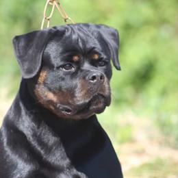 Olly - Rottweiler