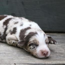 Blossom - Red merle female Australian Shepherd puppy in Macon, Georgia from Shaina’s Shepherds