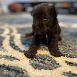 Miniature Schnauzer Puppies from Booms baby