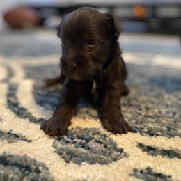 Miniature Schnauzer Puppies from Booms baby