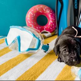 Violet - Black and white female Great Dane puppy in Kalamazoo, Michigan from Beaver Creek Danes