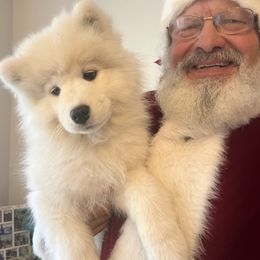 Samoyed Puppies from Better’s Samoyeds