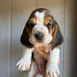 Jules - Black brown and white female Basset Hound puppy in New Mexico from Zia Trail Doxies