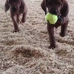 Redbone Coonhounds from Hudson Hounds
