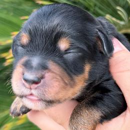Aussiedoodles and Miniature Australian Shepherds from DLT MiniAussie