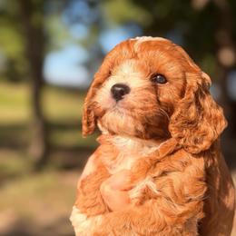 Max - Red male Cavapoo puppy in Melissa, Texas from Southern Love Cavapoos & Maltipoos
