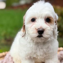 Blue - Chalk female Australian Labradoodle puppy in Auburn, Washington from West Valley Labradoodles