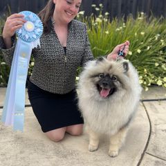 Keeshond puppies from StarStruck Keeshonden