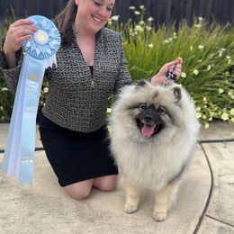 Keeshond puppies from StarStruck Keeshonden