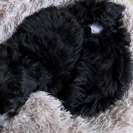 Poodles from JennieMiniPets