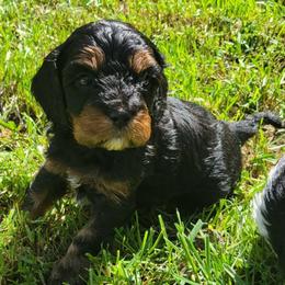 Hermes - Tri-color male Cavapoo puppy in Auburn, California from Gold Country Doodles