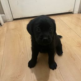 Hufflepuff - Black Labrador Retriever puppy in Eugene, Oregon from LakeHouse Labrador Retriever LLC