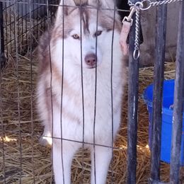 Leroy - Siberian Husky