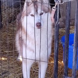 Leroy - Siberian Husky