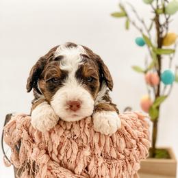 Nevada - Brown and white female Bernedoodle puppy in Hudson, Indiana from TurkeyCreek-K9