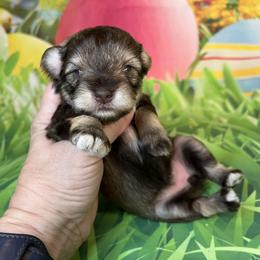 Miniature Schnauzer Puppies from Von Baron Schnauzers
