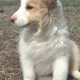 Border Collies from Amavi Kennels
