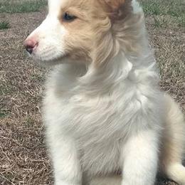 Border Collies from Amavi Kennels