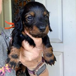 Red - Sable male Dachshund puppy in South Fulton, Tennessee from Stiles' Heartfyre Dachshunds