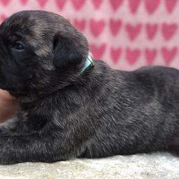 Light Blue Collar Girl - Cane Corso puppy in Jeffersonville, Kentucky from K9 Guardian Cane Corso