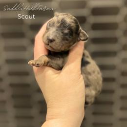 Scout - Blue merle male Aussiedoodle puppy in Rienzi, Mississippi from Saddle Hill Farms