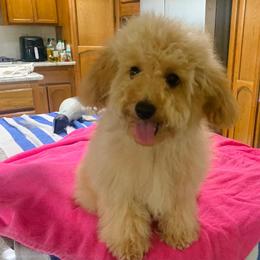 Miu Miu - Poodle