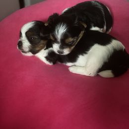 Biewer Terrier Puppies from Coastal Maine Biewer Terriers