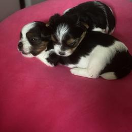 Biewer Terrier Puppies from Coastal Maine Biewer Terriers