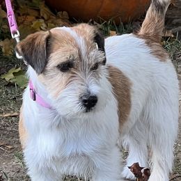 Pink - Russell Terrier