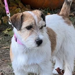 Pink - Russell Terrier